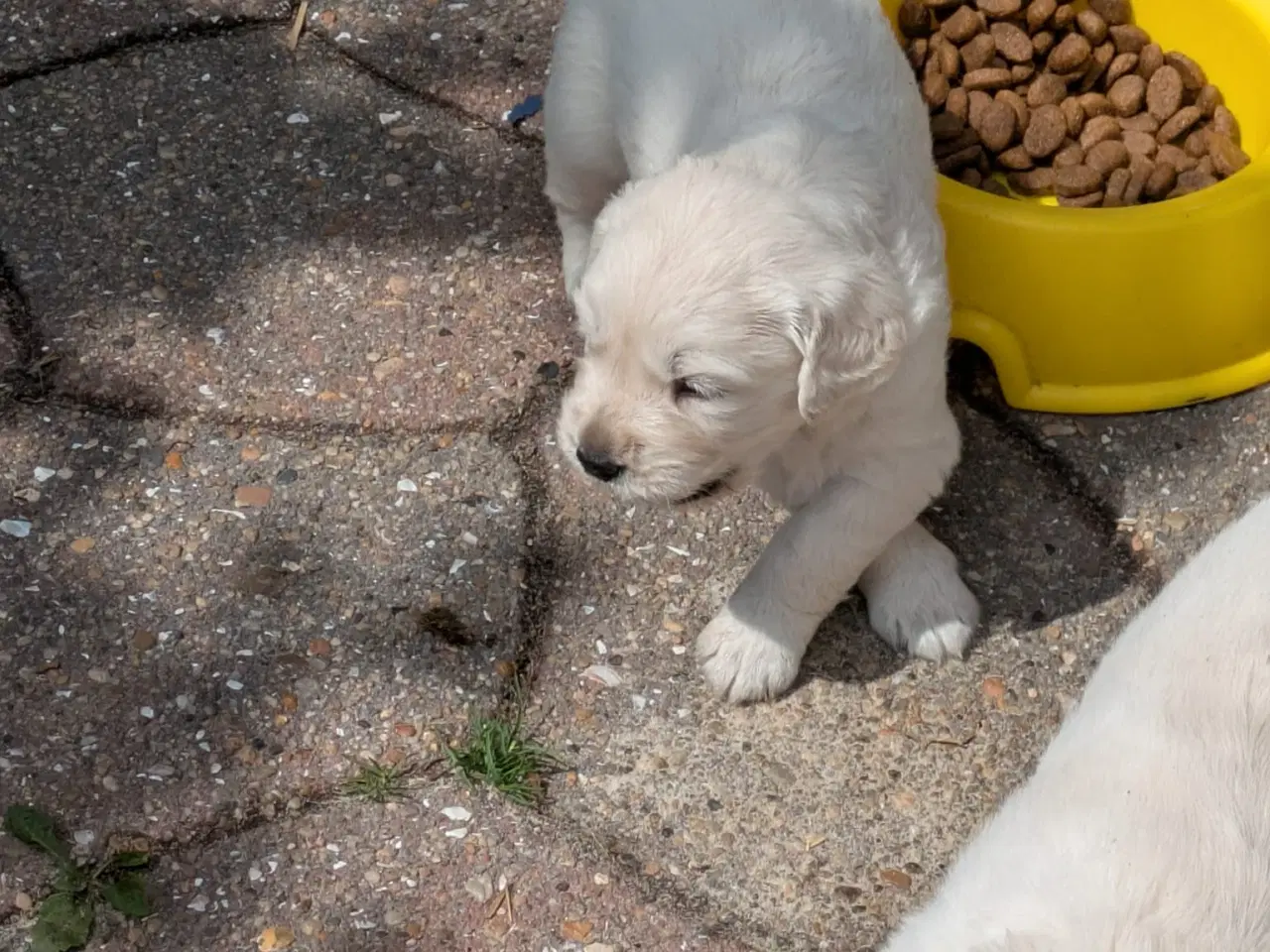 Billede 2 - Golden Retriever  hvalpe