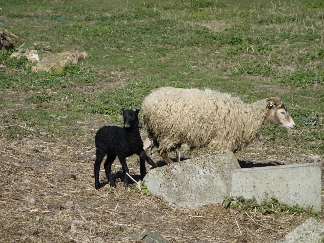 Billede 2 - Får med lam