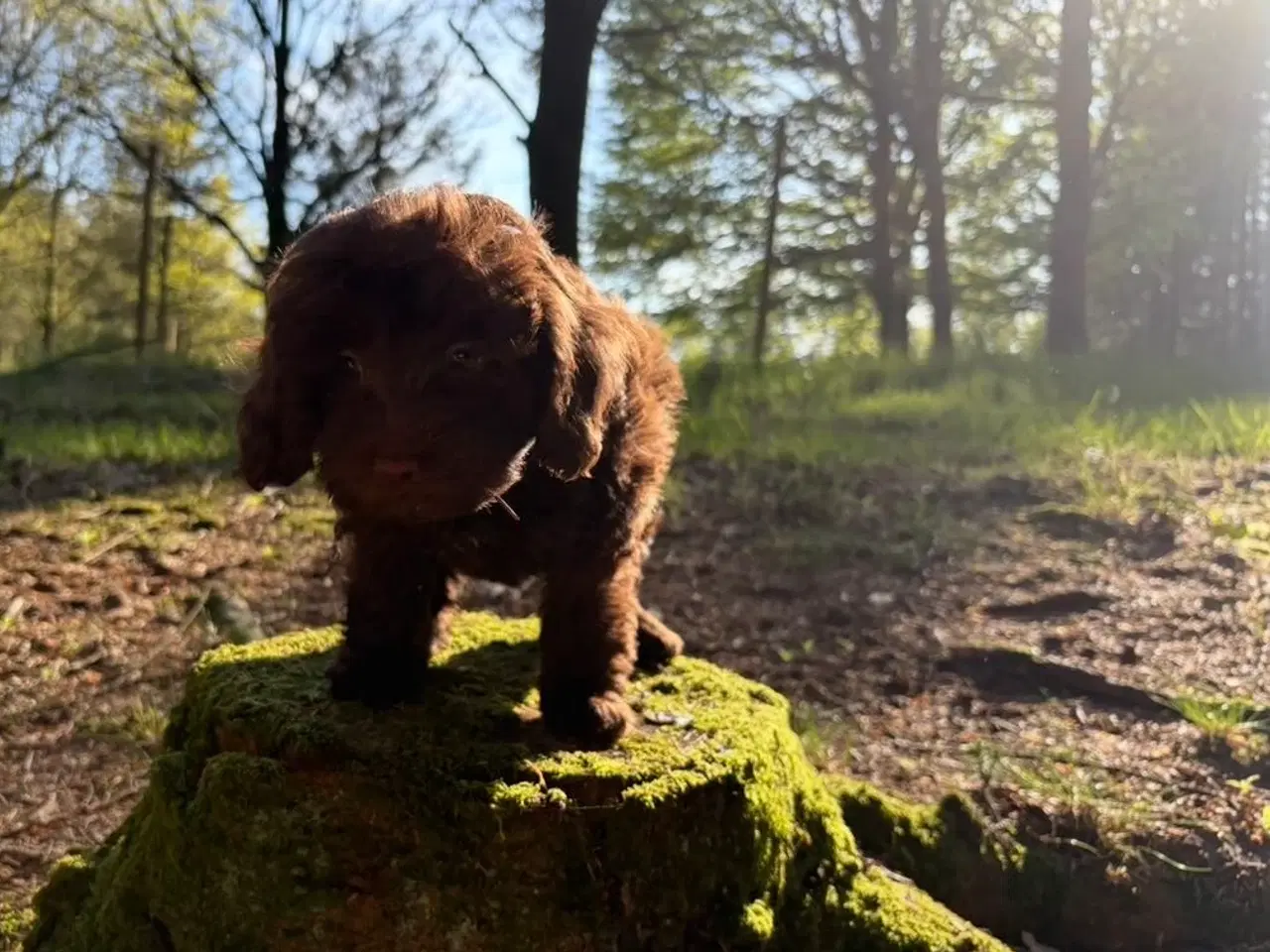 Billede 8 - 2 Generations Maltipoo