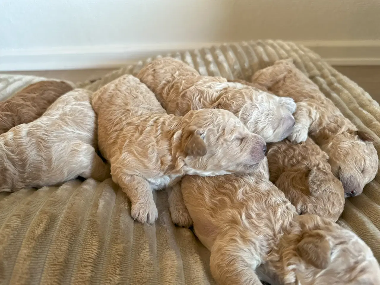 Billede 4 - 7 Skønne Golden Doodle hvalpe (F1B)