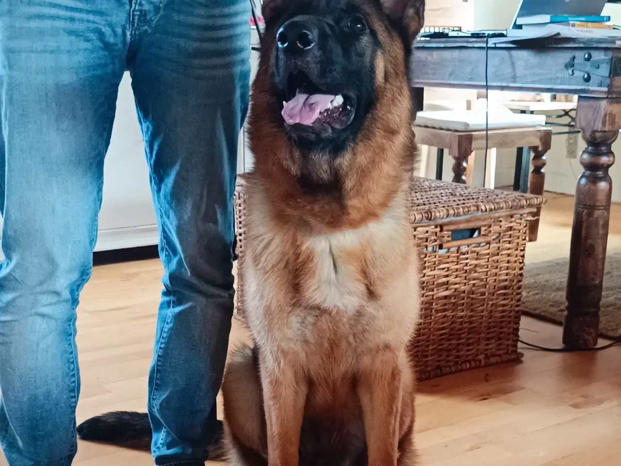 Billede 2 - Schæfer hund tæve 1 år