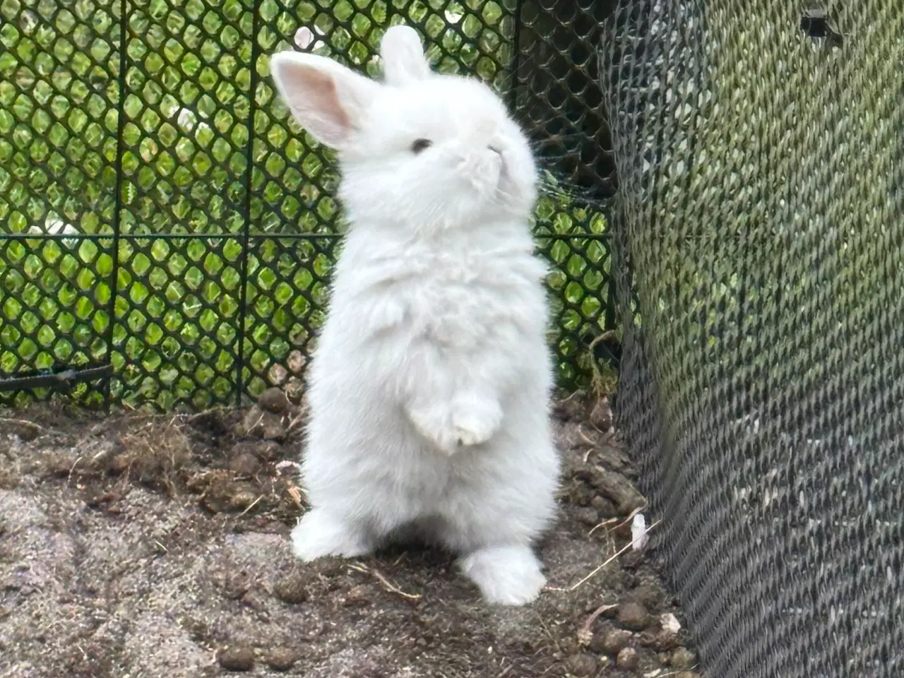 Billede 1 - Mini lop