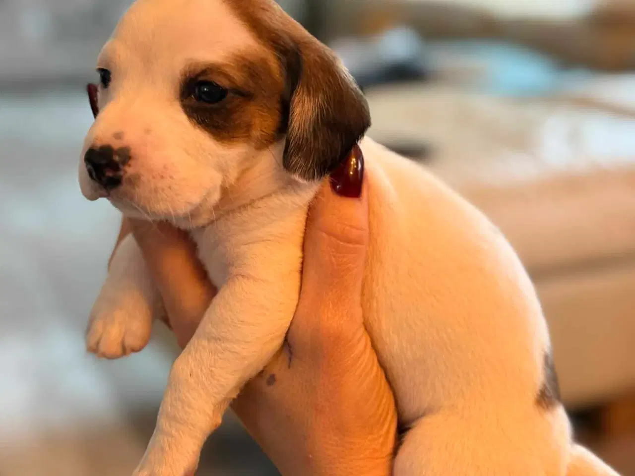 Billede 11 - 🐾 Lækre små vapser søger kærlige hjem 🐾