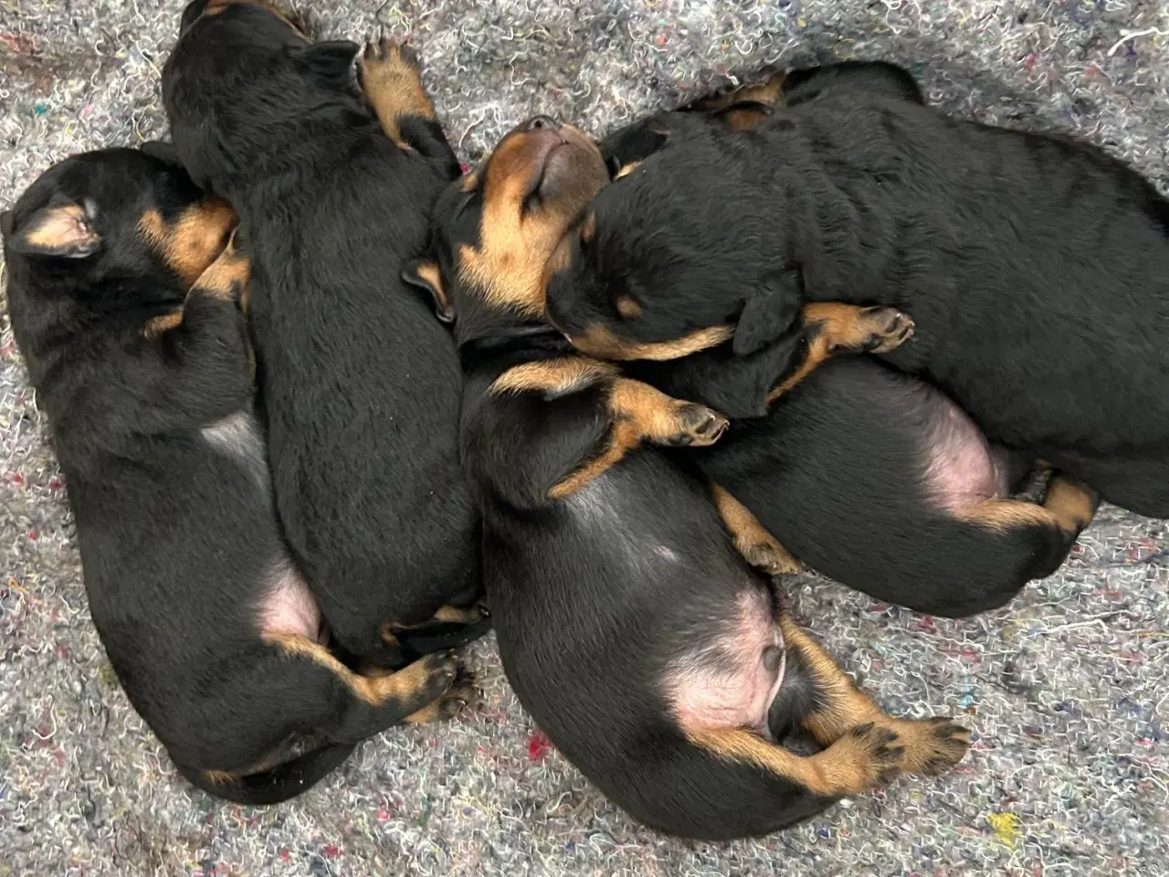 Billede 4 - Tysk jagtterrier hvalpe