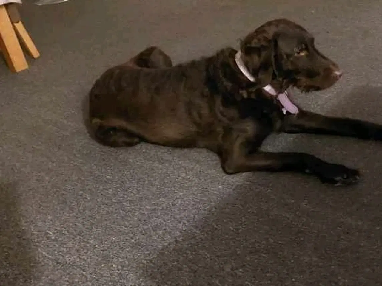 Billede 1 - Min dejlige hund er til salg