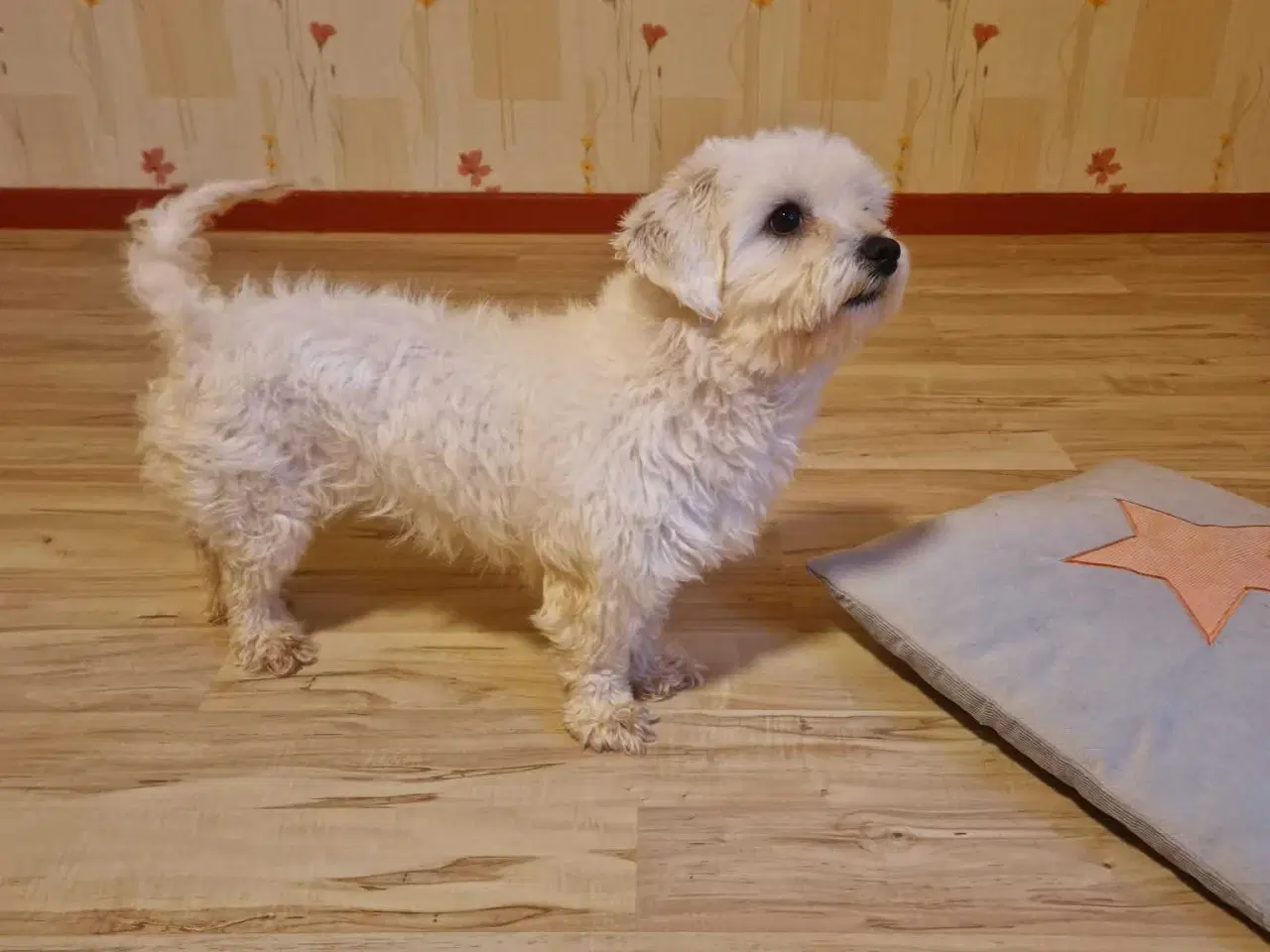 Billede 2 - Maya søger et nyt hjem