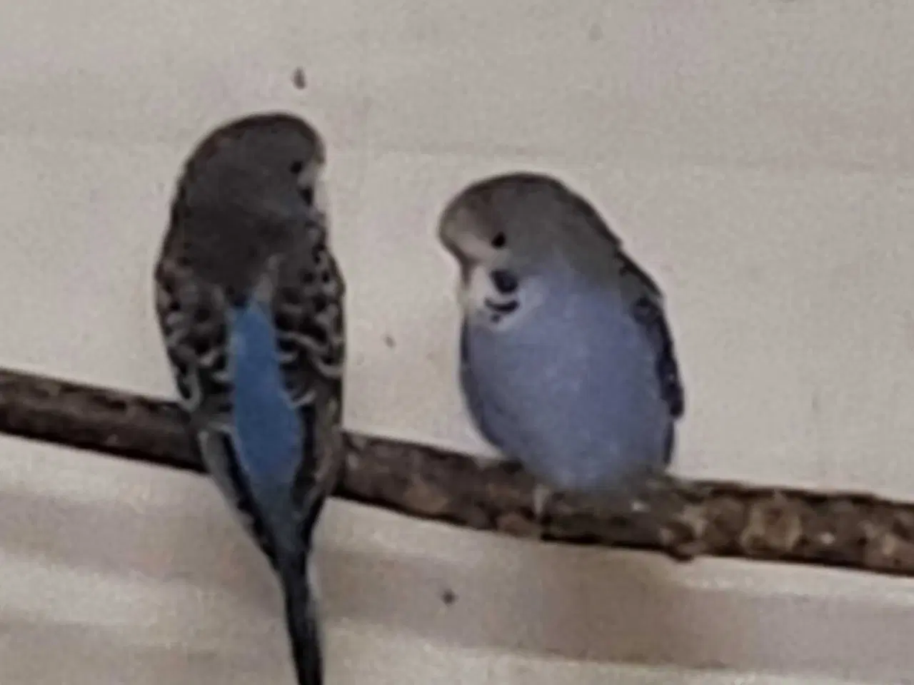 Billede 2 - Undulater 