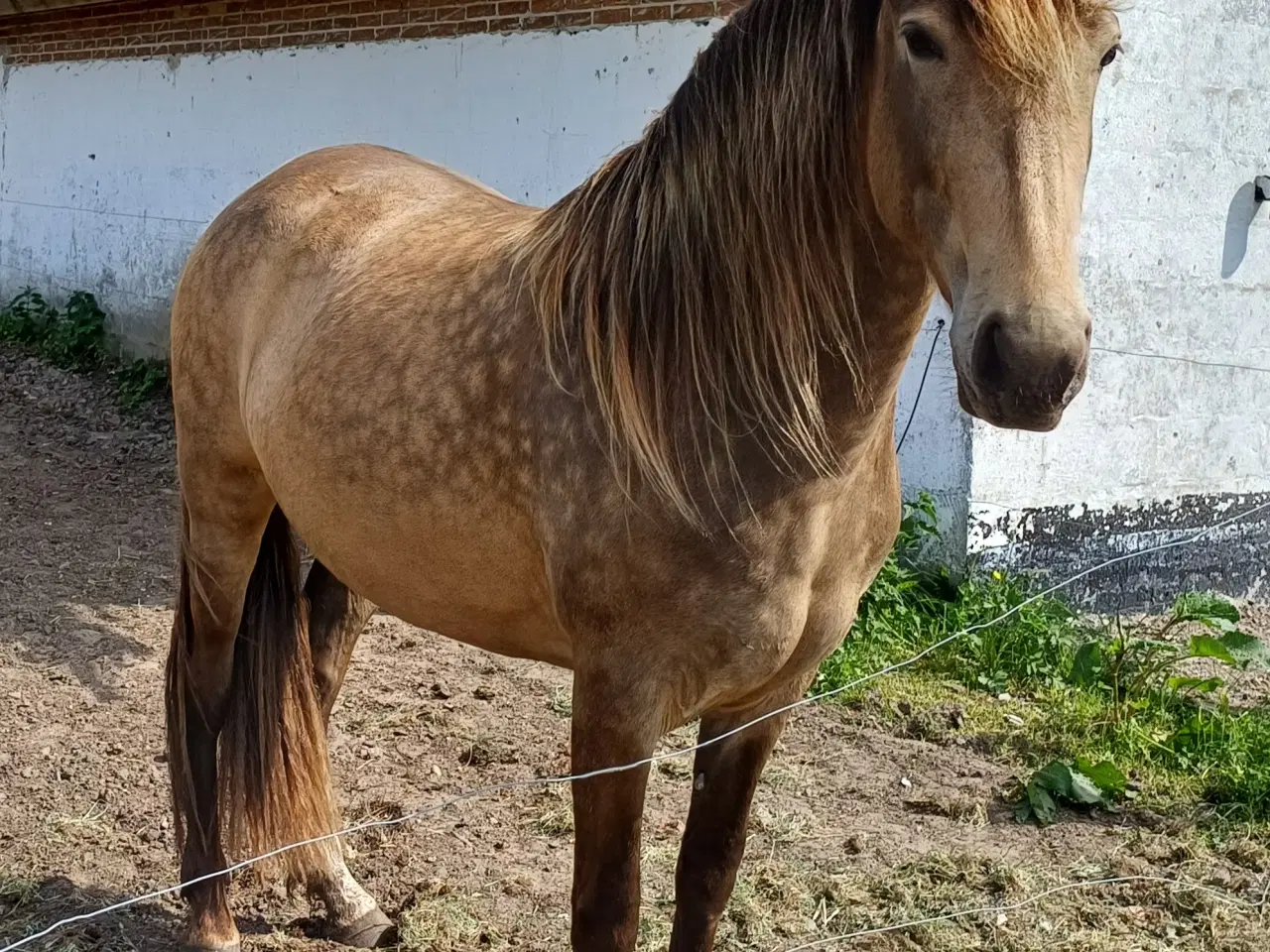 Billede 10 - Rocky mountain × Paso Peruano 
