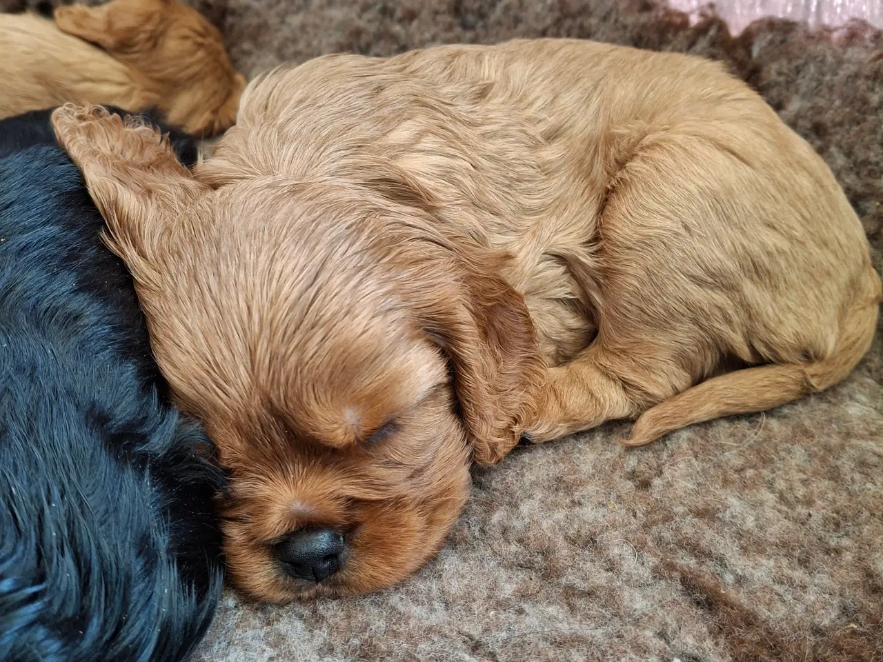 Billede 2 - Cavalier King Charles hvalpe