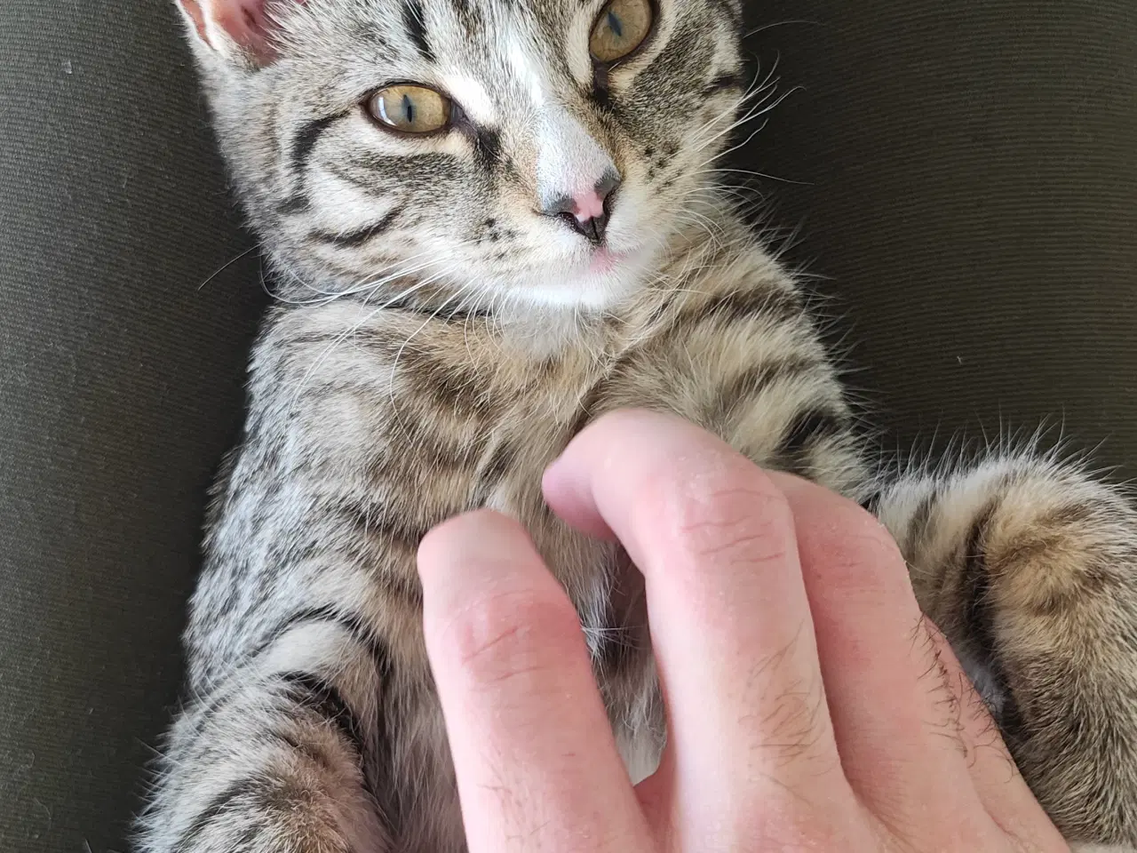 Billede 1 - Søde Pinky søger nyt og trygt hjem