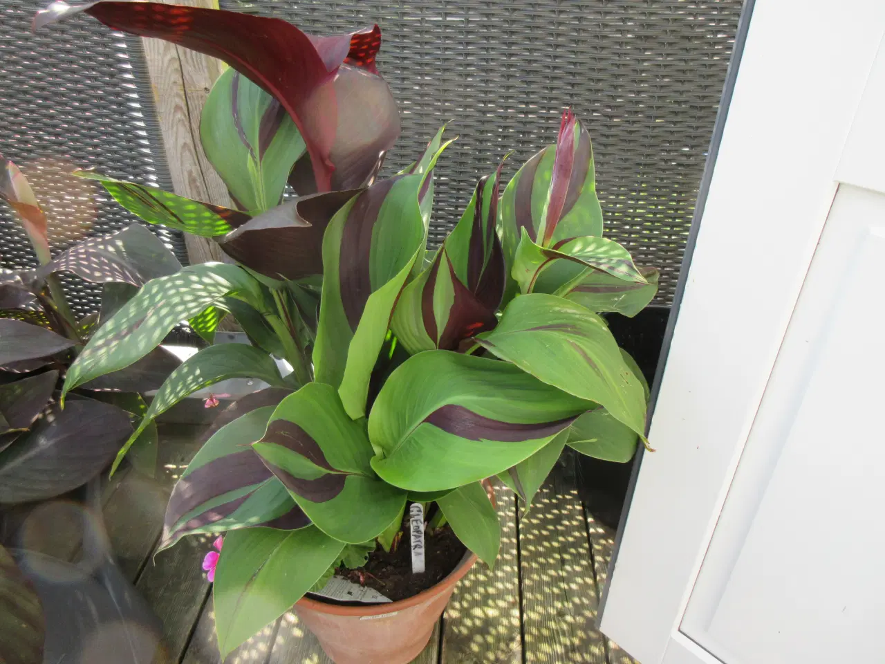 Billede 6 - Canna planter.