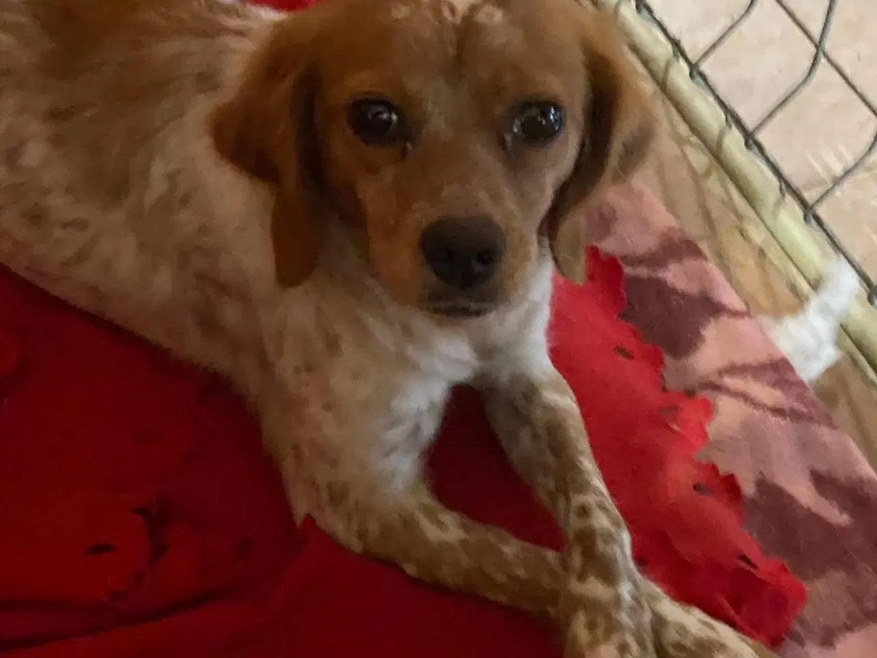 Billede 1 - Amy søger et trygt hjem