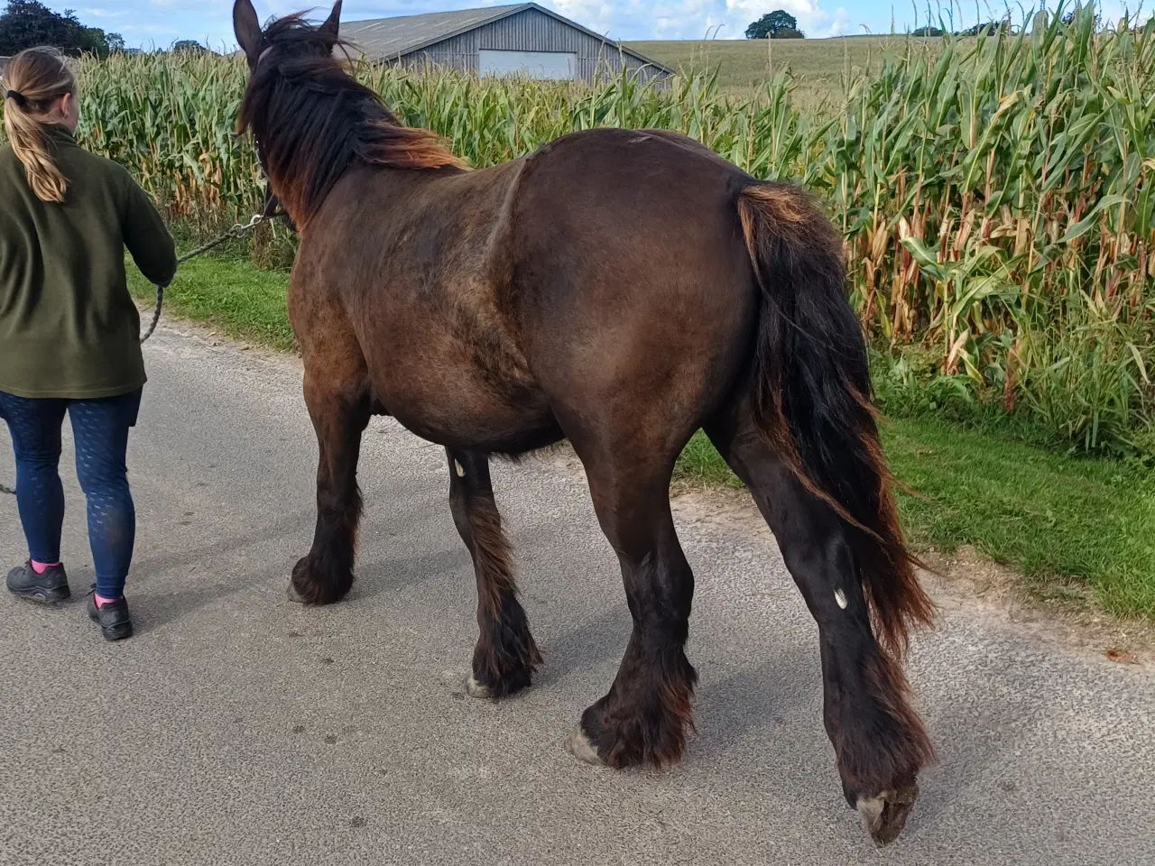 Billede 6 - 1 årig Jyskhest hingst sælges