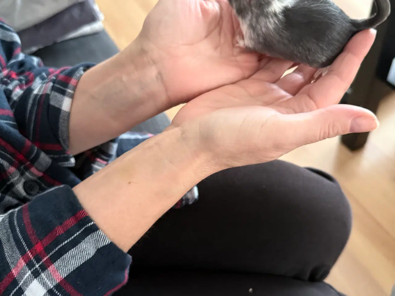 Billede 15 - 2 søde ørkenrotte-hanner søger nyt hjem 🐭✨