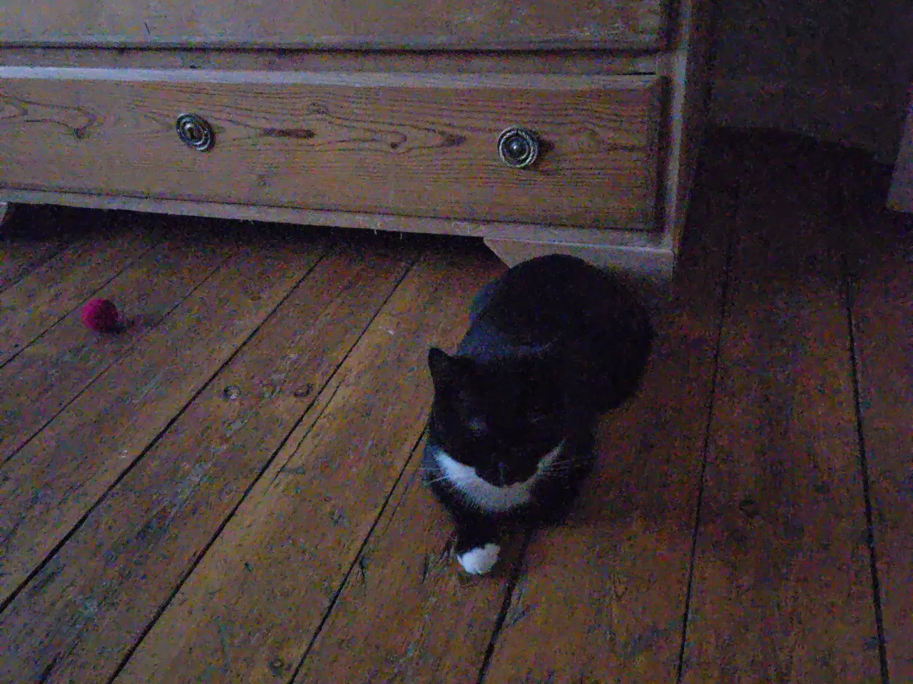 Billede 2 - Huskat Hankat søger nyt hjem