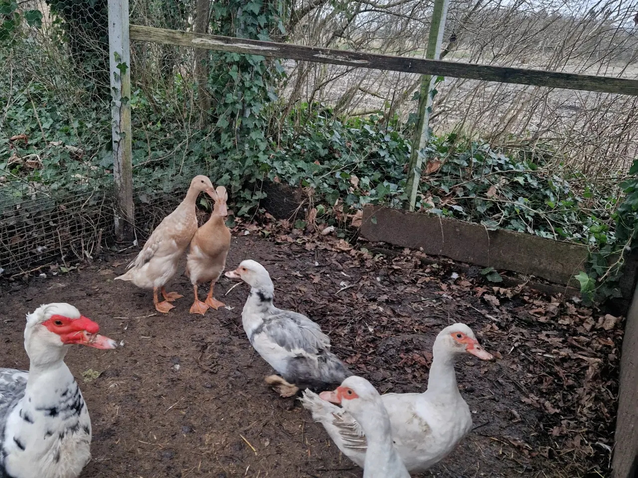 Billede 1 - Moskus ænder