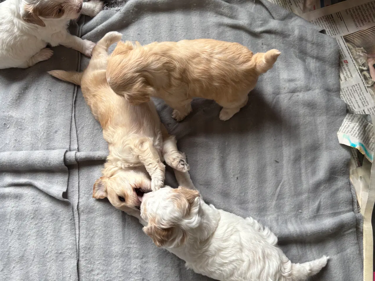 Billede 2 - Skønneste hundehvalpe, Bichonpoo/Doodle 