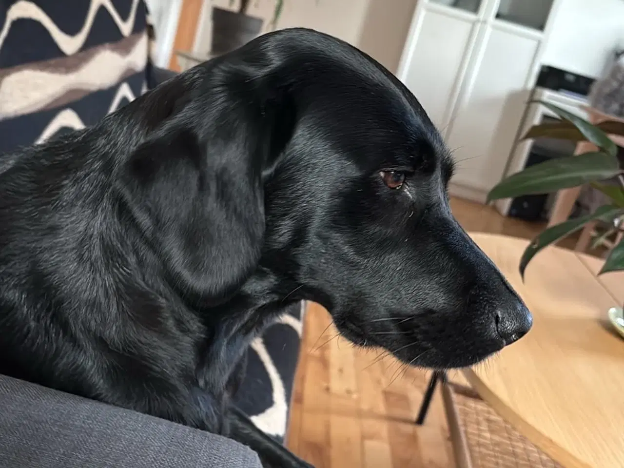 Billede 4 - Dejlig og kærlig og lydig hund 