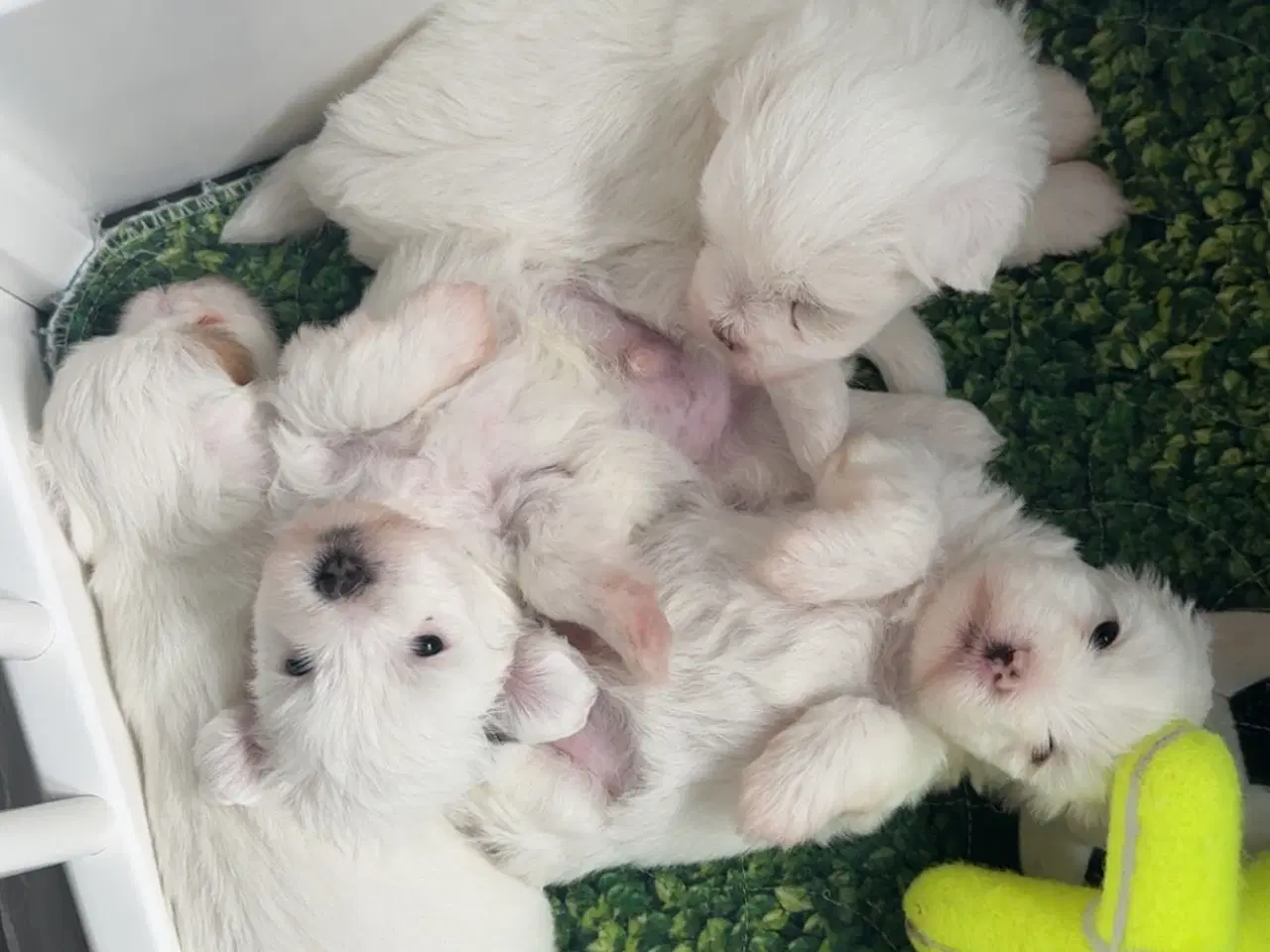 Billede 2 - Ægte Coton de Tulear