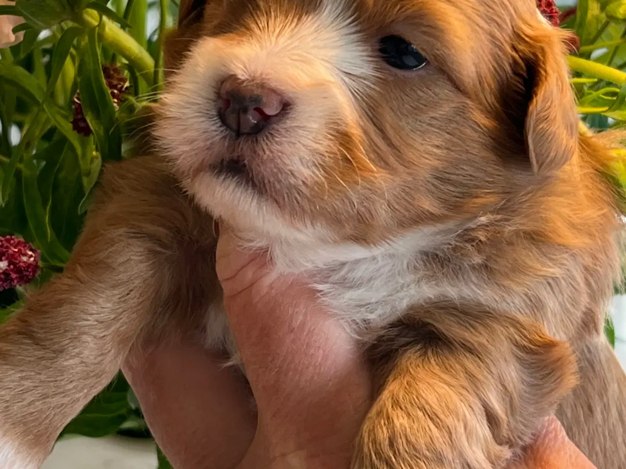 Billede 8 - Smukke Røde & Abrikos 