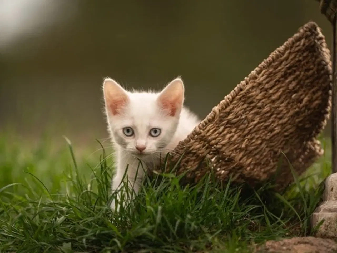 Billede 1 - Maincoon blanding