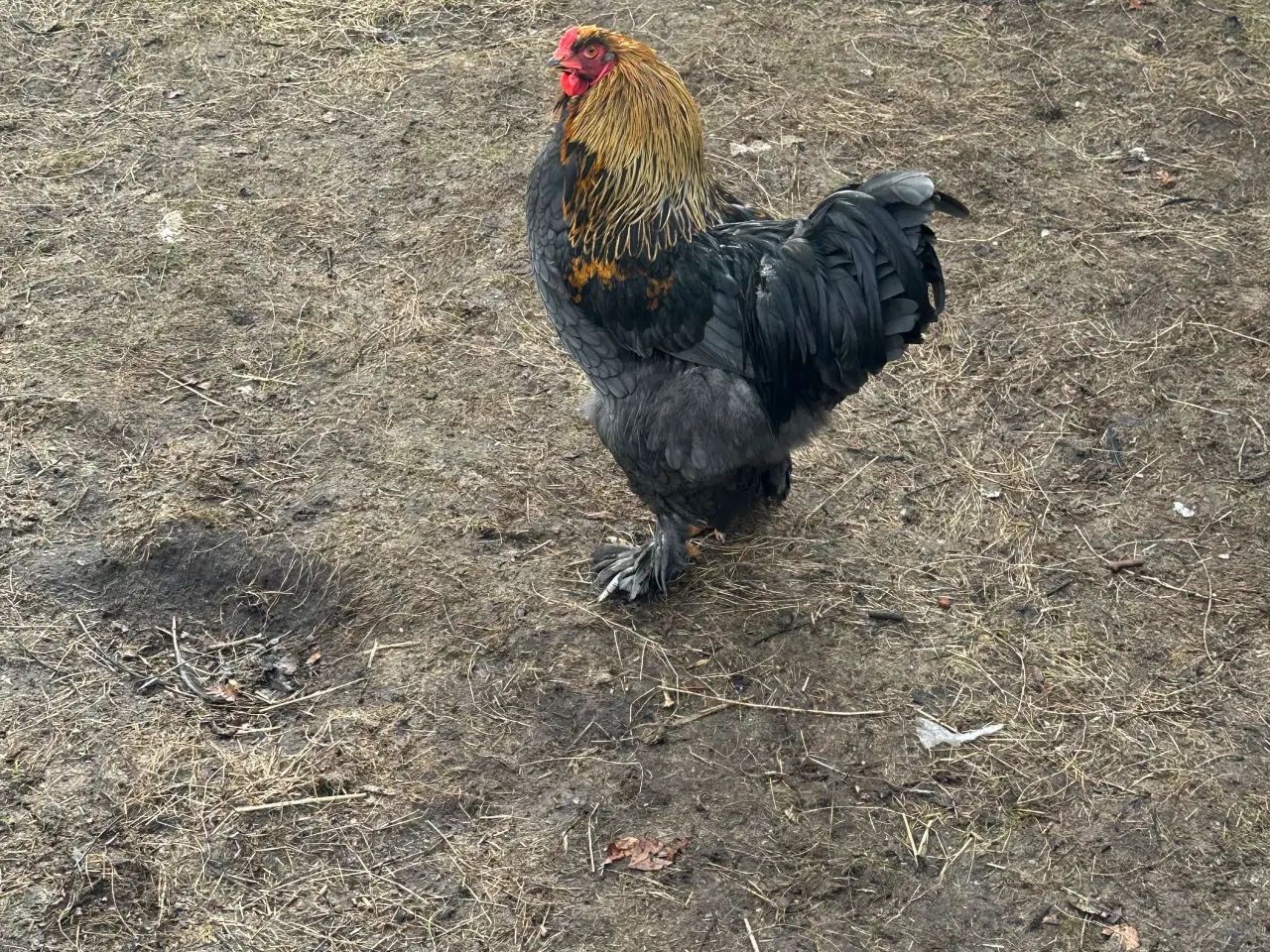 Billede 2 - Hane sælges 