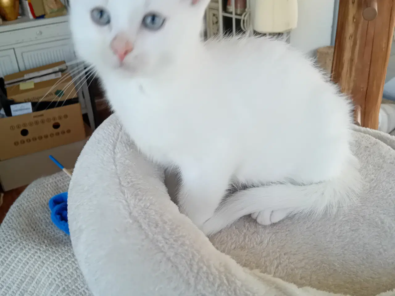 Billede 7 - Maincoon blanding