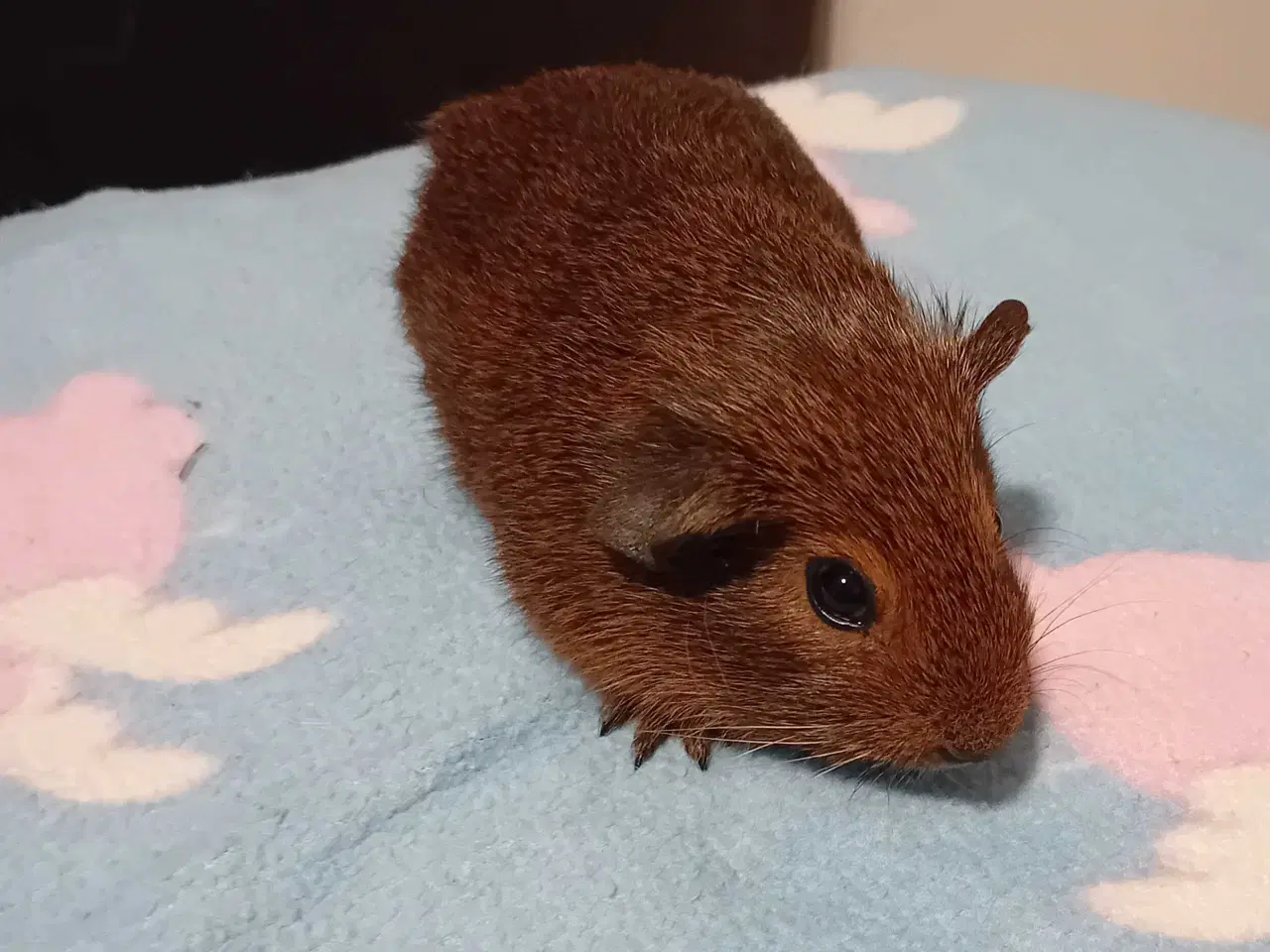 Billede 3 - Han marsvin brødre 