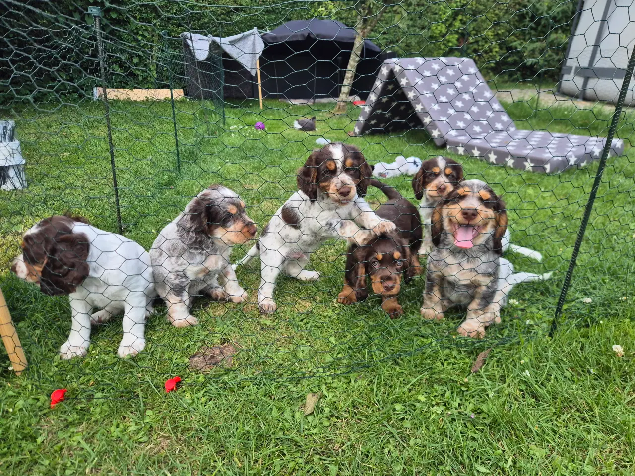 Billede 4 - Ft cocker spaniel 