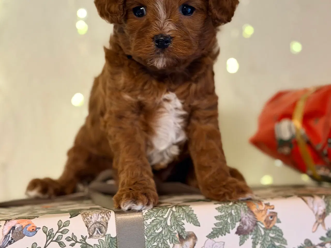 Billede 16 - Cavapoo dreng