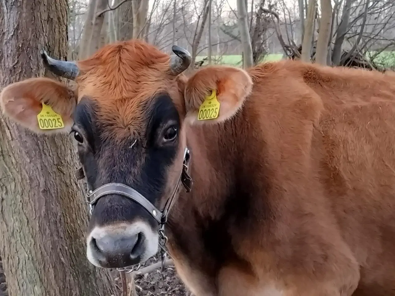 Billede 1 - Stambogsførte Jersey-køer fra lille "familie-gård"