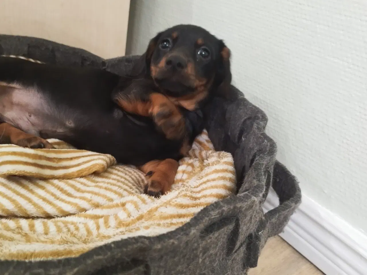 Billede 3 - Gravhunde hvalpe 