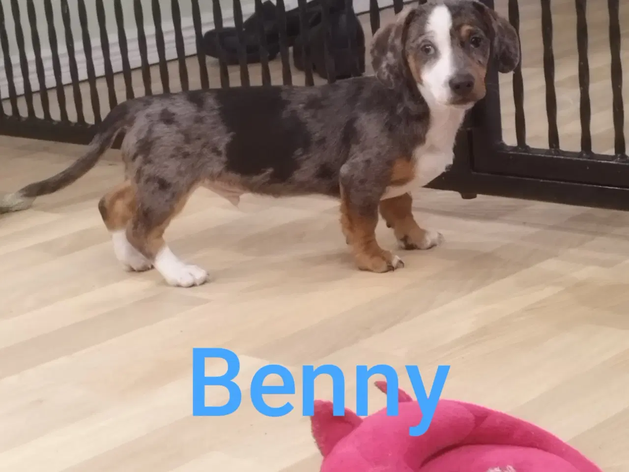 Billede 2 - Gravhundehvalpe korthåret Merle farvet