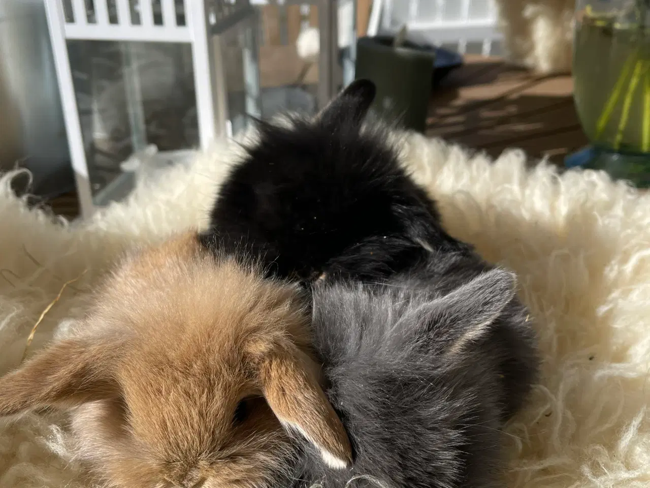 Billede 8 - Mini Lop kaninunger sælges