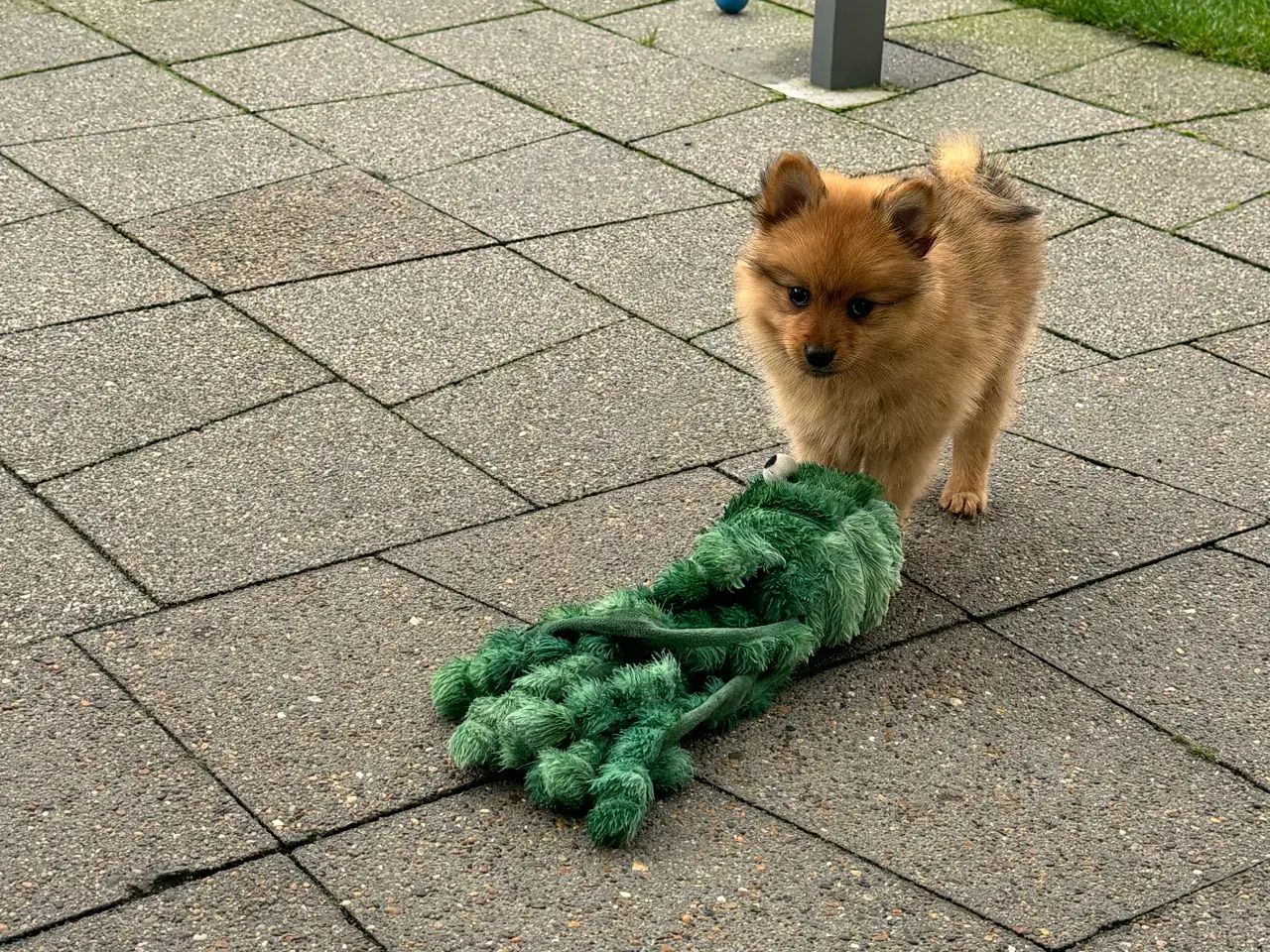 Billede 6 - Volpino Italiano hvalpe