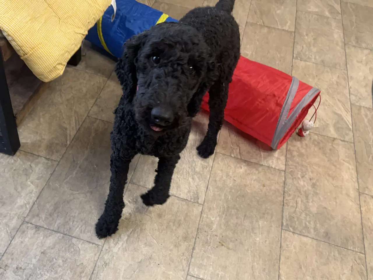 Billede 4 - 2 mellem puddel piger 