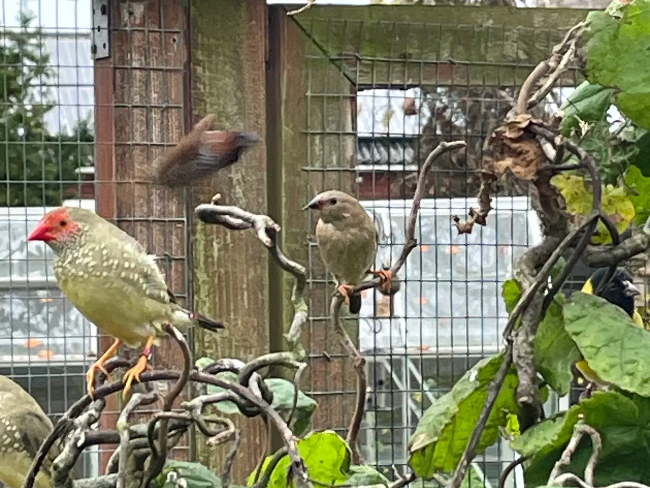 Billede 1 - Sivastrildunger sælges