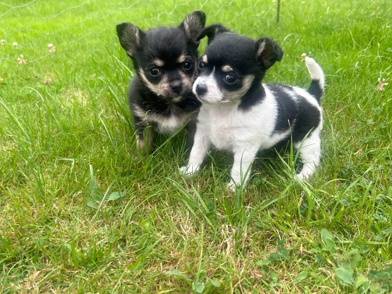 Billede 3 - Chihuahua/yorkshire terrier