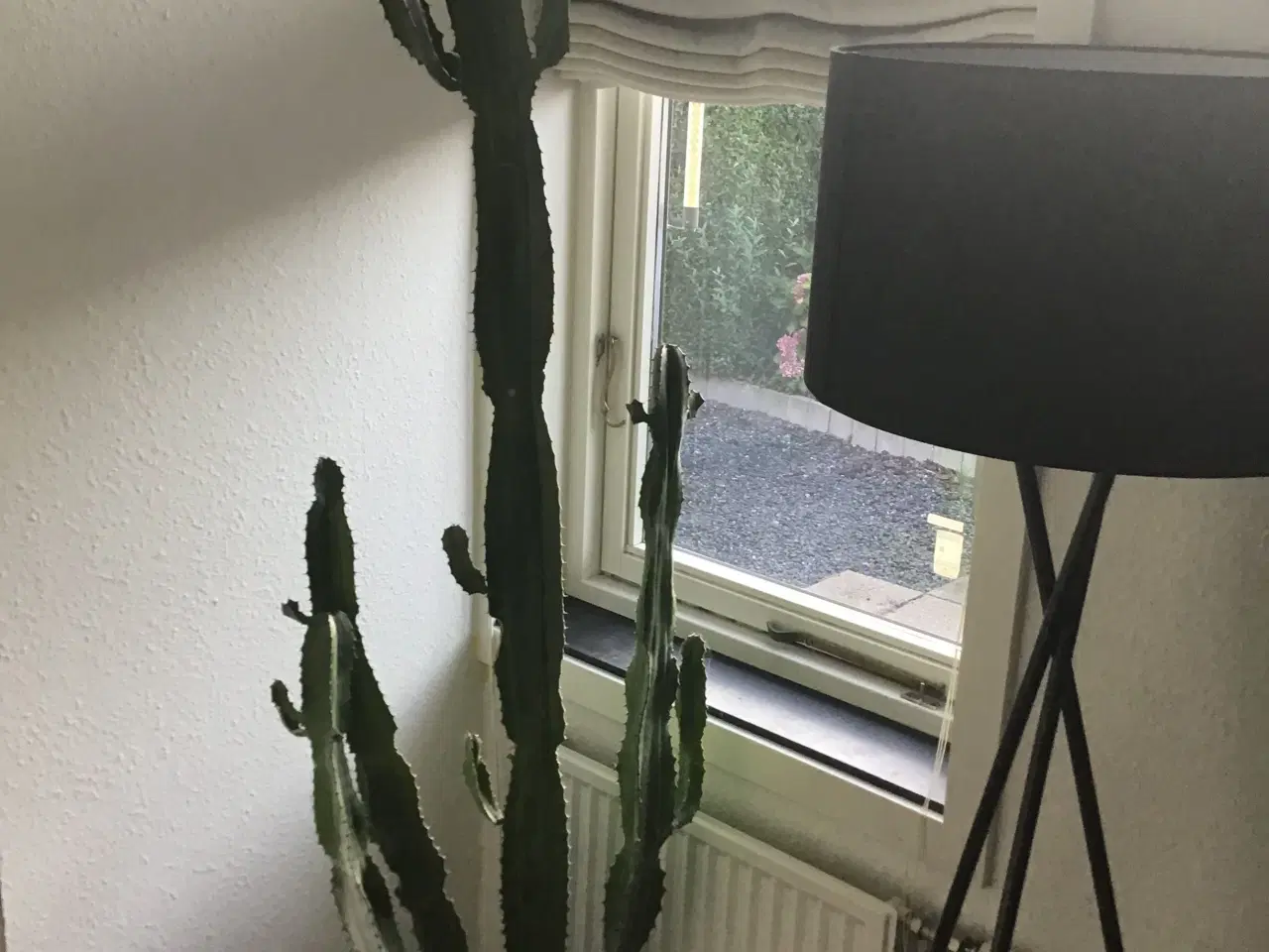 Billede 1 - Kaktus 195cm skal afhentes i Viborg 