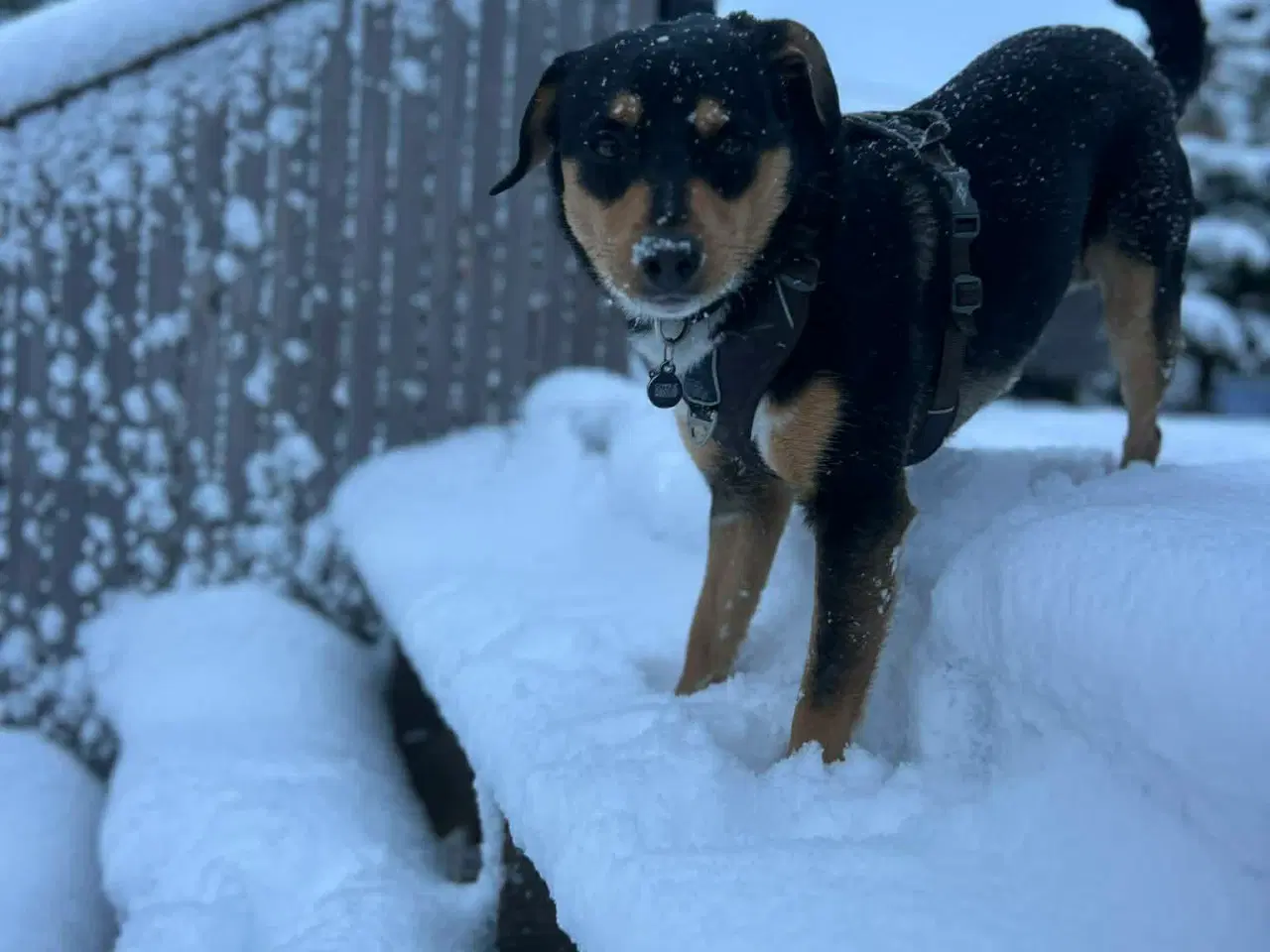 Billede 13 - Søde Charlie til omplacering