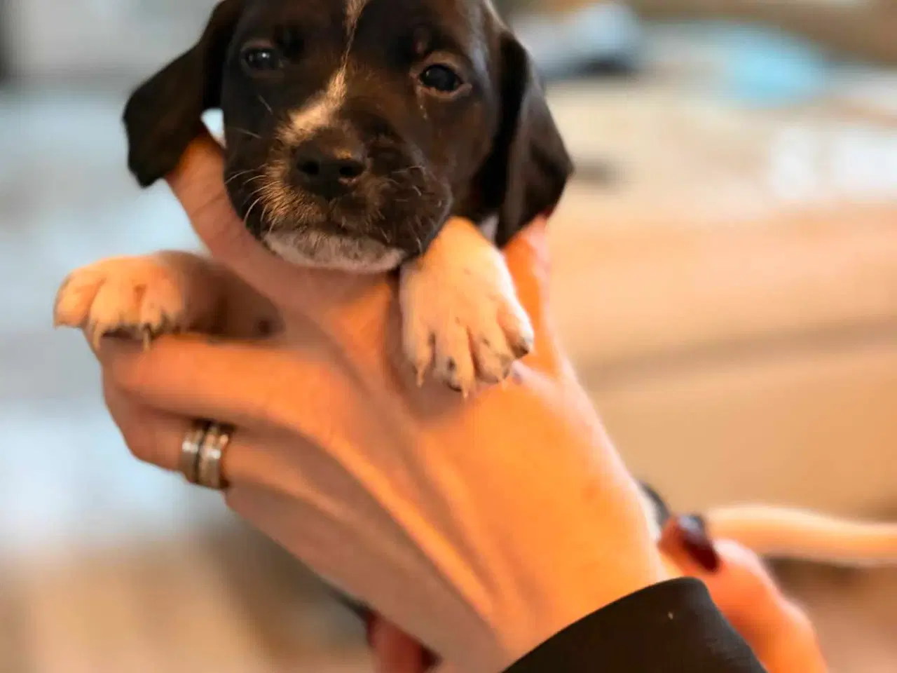 Billede 4 - 🐾 Lækre små vapser søger kærlige hjem 🐾