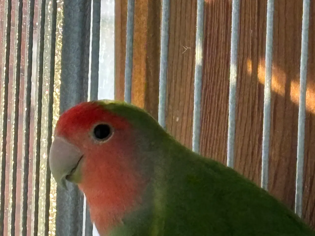 Billede 1 - 5 rosenhovedet dværgpapegøjer 