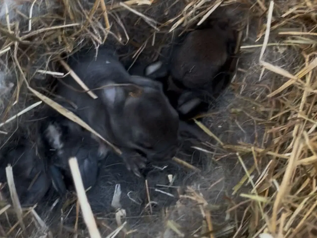 Billede 1 - Kaninunger søger nyt hjem
