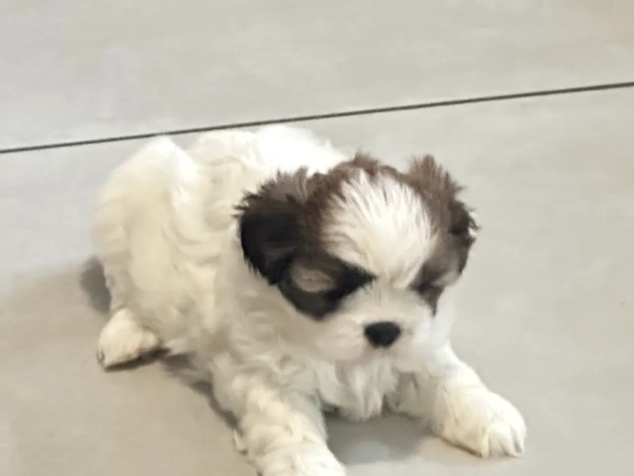 Billede 7 - Sød og allergivenlige Shih-Tzu hvalpe🐶