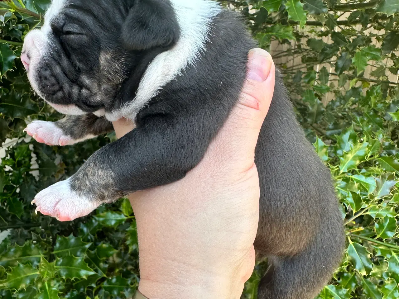 Billede 12 - New english bulldog