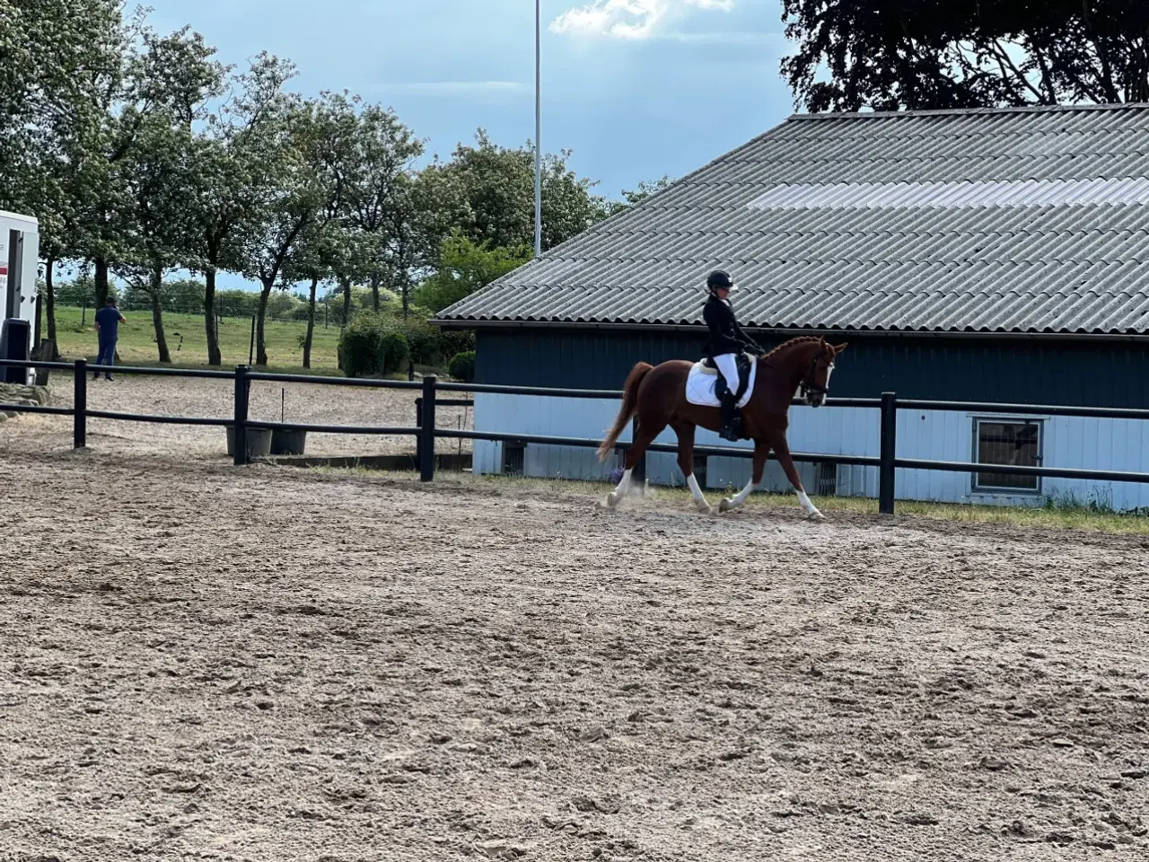 Billede 1 - Hest eller pony søges