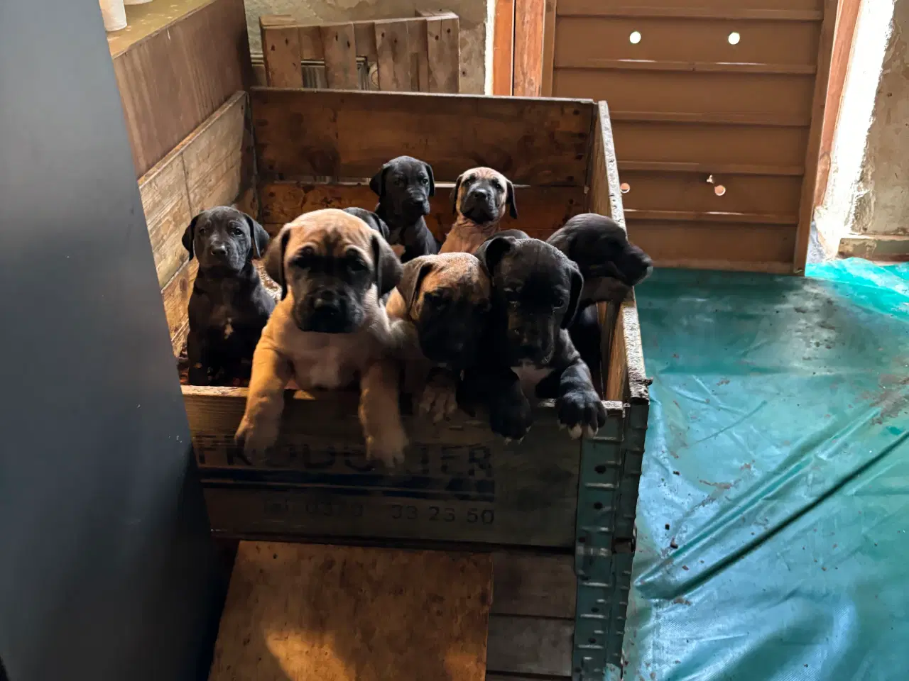 Billede 13 - Grand Danois hvalpe