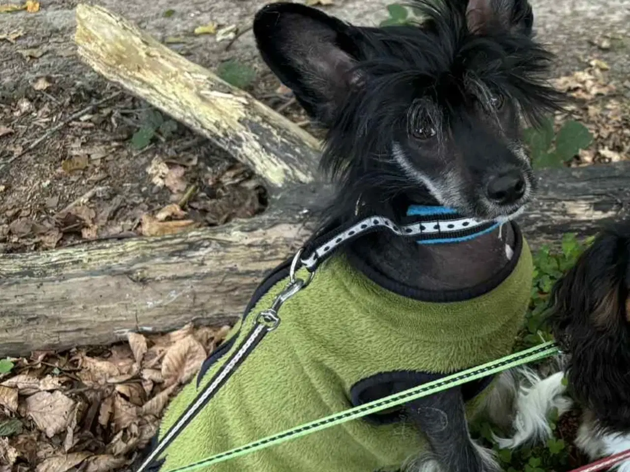 Billede 1 - Chinese crested hanhund med dkk stamtavle 