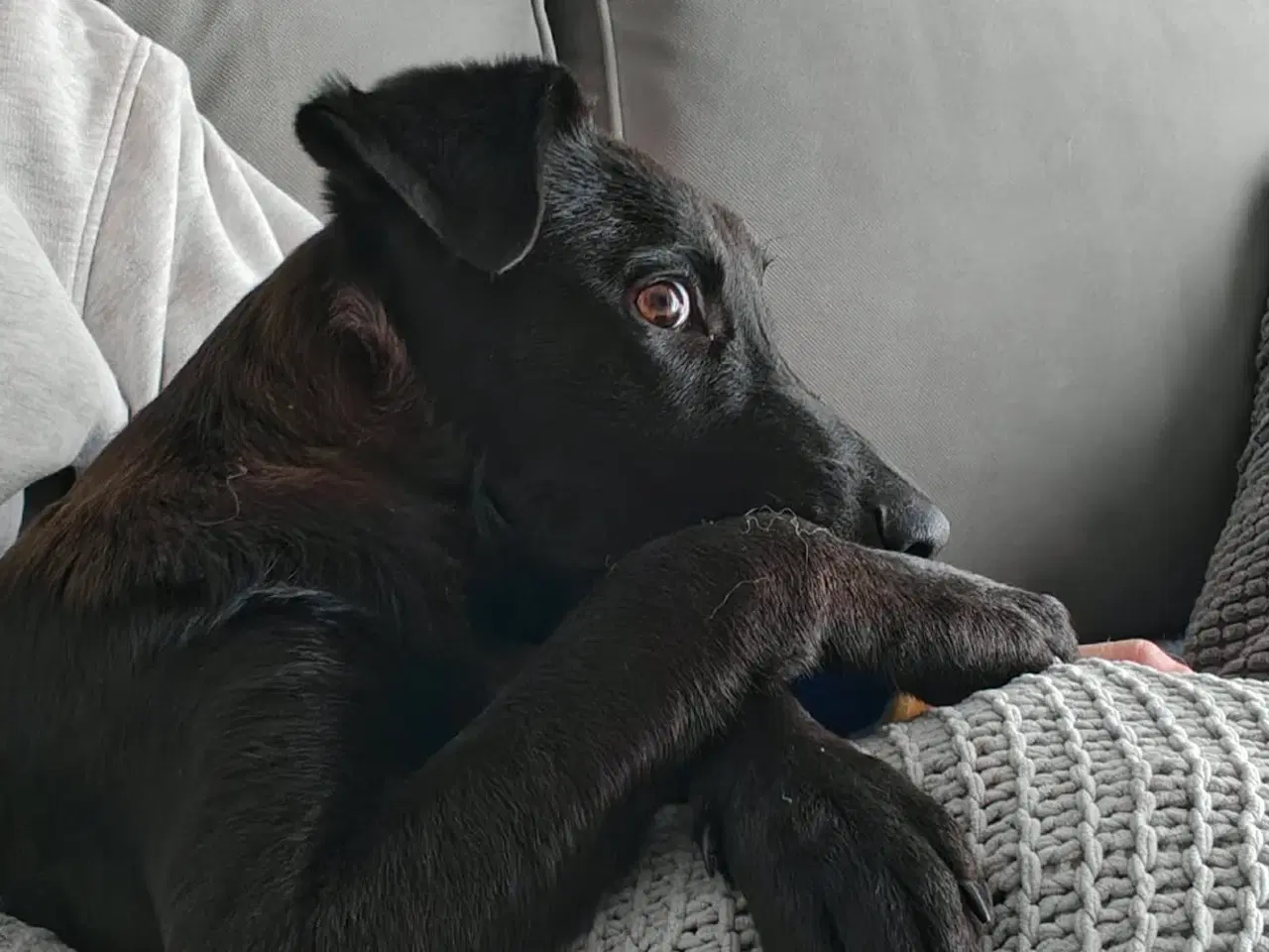 Billede 9 - Skønne Atlas søger egen familie 💙