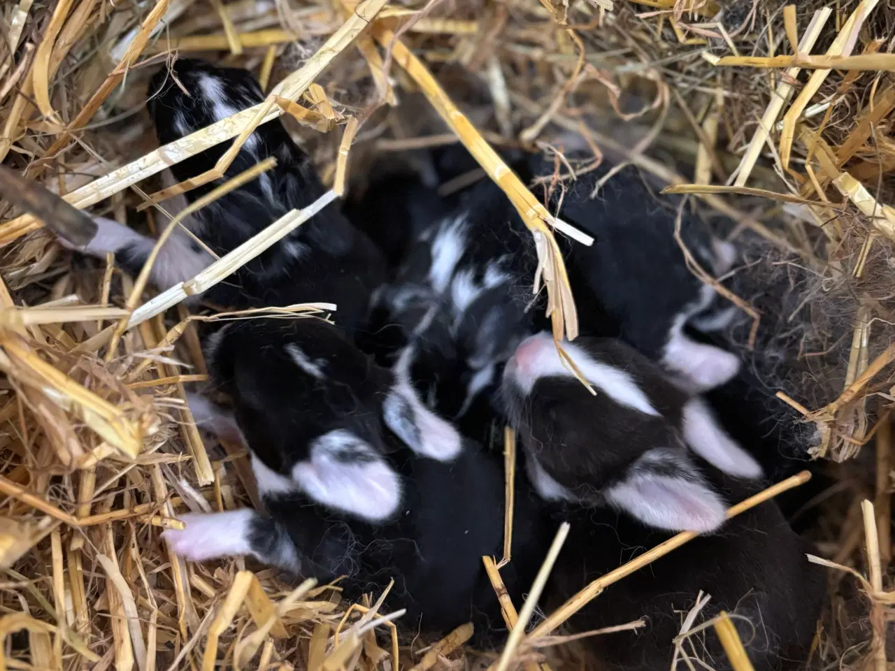 Billede 2 - Kaninunger af stor race